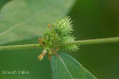 Triumfetta annua